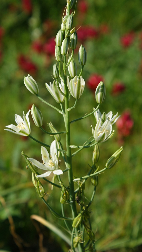 Loncomelos brevistylus (=Ornithogalum pyramidale )